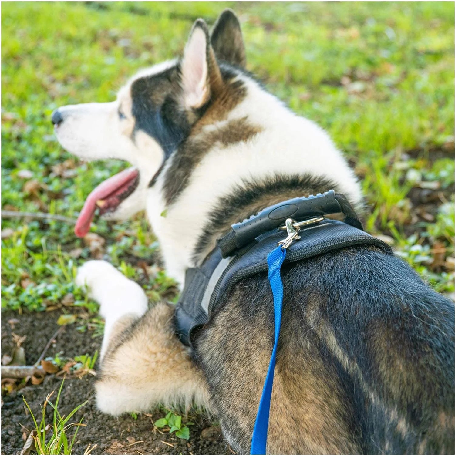 Long Dog Leash Obedience Recall Training Agility Lead - 15Ft 20Ft 30Ft 50Ft 100Ft Training Leash - Great for Training, Play, Camping, or Backyard - Black 15Ft